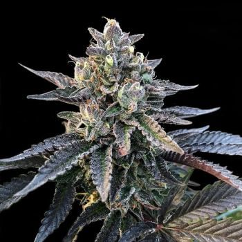 Gelato Sorbet Feminised Seeds (Sorbet Collection)-DNA-GELS-FEM