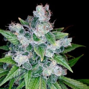 Kandy Kush Feminised Seeds-DNA-KANKU-FEM