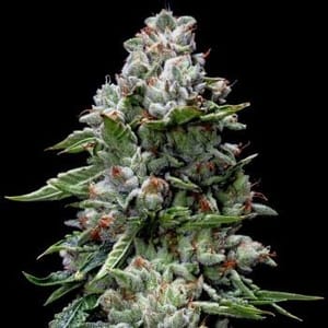 Kosher Kush Feminised Seeds-DNA-KOSHKU-FEM