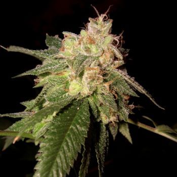 OG Kush Feminised Seeds-DNA-OGK-FEM