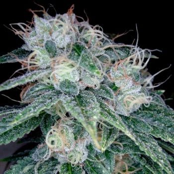Sour Diesel Feminised Seeds-DNA-SODIES-FEM