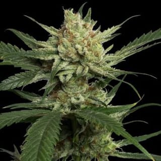 Strawberry Banana Feminised Seeds-DNA-STRBAN-FEM