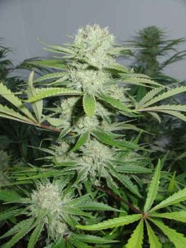 Cannalope Haze Feminised Seeds-DNA-CANHAZ-FEM