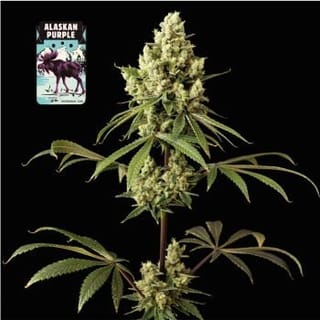 Alaskan Purple Feminised Seeds-SMAN-ALPURP-FEM