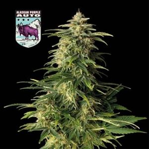 Alaskan Purple Auto Feminized Seeds-SMAN-ALPURP-AUTO-FEM