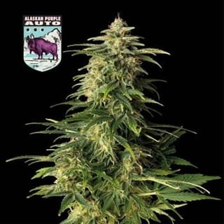 Alaskan Purple Auto Feminised Seeds-SMAN-ALPURP-AUTO-FEM