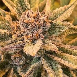 True Love Regular Seeds-JNX-TRUE-REG