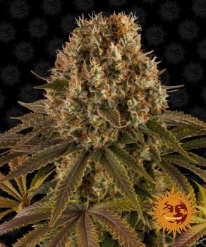 Strawberry Lemonade Feminised Seeds-BFS-STRLEM-FEM