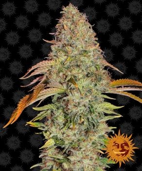 Zkittlez OG Auto Feminised Seeds-BFS-ZKOG-AUTO-FEM