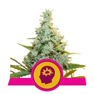 AMG (Amnesia Mac Ganja) Feminised Seeds-RQS-AMG-FEM