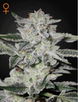 Sweet Valley Kush Feminised Seeds-GHSVK