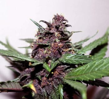 Swiss Dream Rose CBD Auto Feminised Seeds-KBSDRCBDA