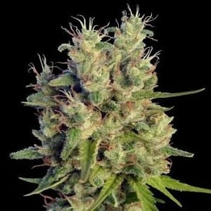 Super Malawi Haze Feminised Seeds-ACESMHFEM