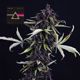 Pink Kush CBD 30:1 Auto Feminized Seeds-SMAN-PINK-CBD-AUTO-FEM