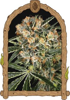 Hippie Therapy CBD Feminised Seeds-EXO-HIP-CBD-FEM