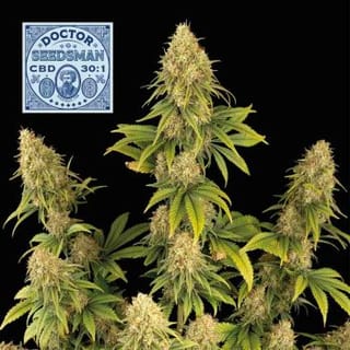 Doctor Seedsman CBD 30:1 Feminised Seeds-SMAN-DRSEEDS-CBD-FEM
