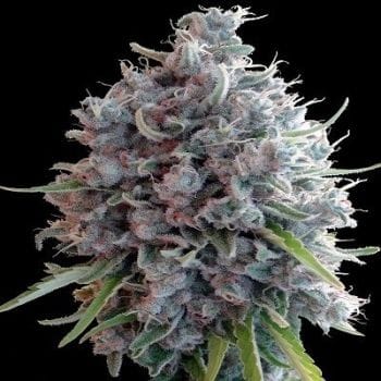 Killer A5 Haze Feminised Seeds-ACEKA5HFEM