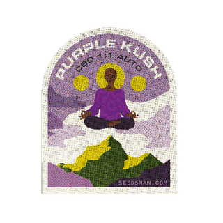 Purple Kush CBD 1:1 Auto Feminized Seeds-SMAN-PURPKU-CBD-AUTO-FEM