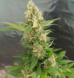 Gorilla Ice Cream Feminised Seeds-EXP-GORICE-FEM
