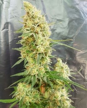 Gorilla Banana Feminised Seeds-EXP-GORBAN-FEM