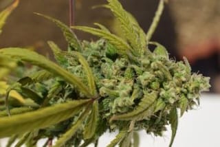 Gorilla SFV OG Feminised Seeds-EXP-GG4SFVOG-FEM