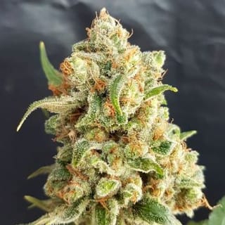 New York Diesel Auto Feminised Seeds-EXP-NYD-AUTO-FEM