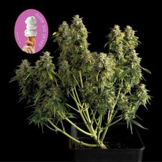 Gelat.OG Auto Feminised Seeds-SMAN-GEL-AUTO-FEM