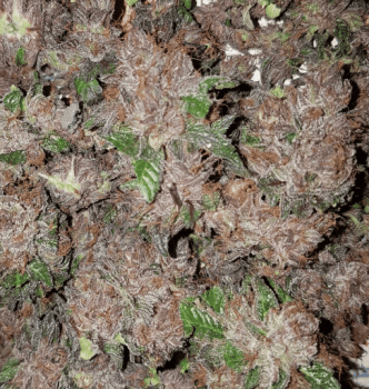 Phantom Cookies Domina Feminised Seeds-GOG-PCDOM-FEM