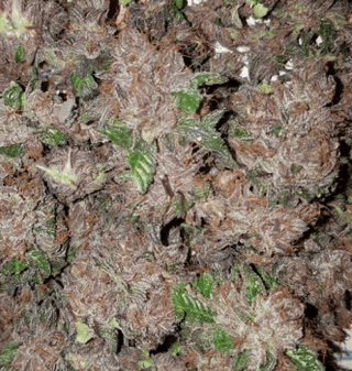 Phantom Cookies Domina Feminised Seeds-GOG-PCDOM-FEM