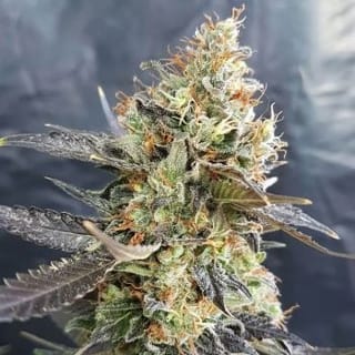 CandyLand Feminised Seeds-GOG-CANDYL-FEM