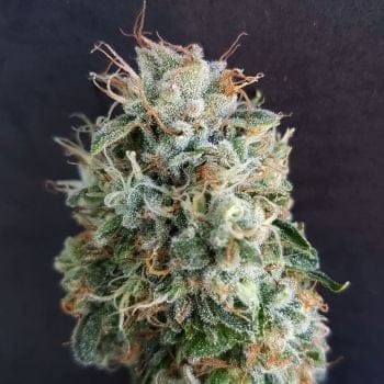 Chemdog Millionaire Guava Feminised Seeds-GOG-CDMG-FEM