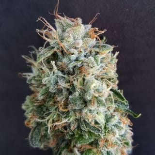 Chemdog Millionaire Guava Feminised Seeds-GOG-CDMG-FEM