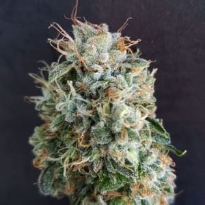 Chemdog Millionaire Guava Feminised Seeds-GOG-CDMG-FEM