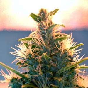 Lowryder Auto Regular Seeds-DRCH-LOW2-AUTO-REG