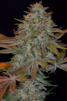 Dawggone Sour Regular Seeds-TGA-DGONE
