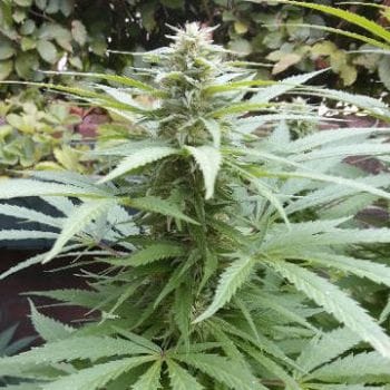 Rasoli Regular Seeds-RSCRAS