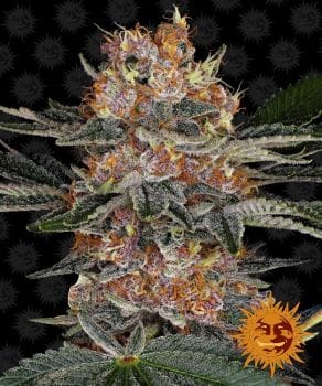Purple Punch Auto Feminised Seeds-BFS-PURPUNCH-AUTO-FEM