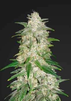 Gelato Auto Feminised Seeds-FB-GEL-AUTO-FEM