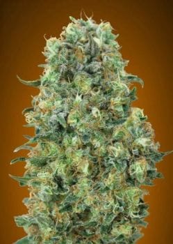 Critical Mass Feminised Seeds-ADV-CRMASS-FEM