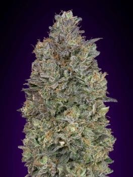 Critical Purple Kush Féminisée Semences-ADV-CRPURPK-FEM