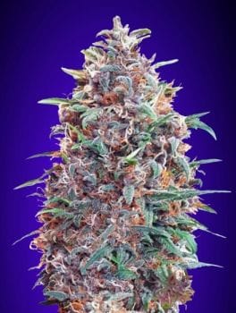 Purple Diesel Auto Féminisée Semences-ADV-PURPD-AUTO-FEM