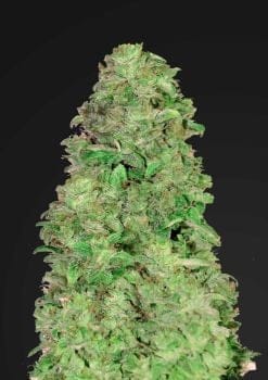 CBD 20:1 Auto Feminised Seeds-FB-CBD-AUTO-FEM