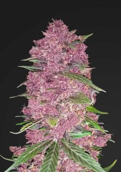 Purple Lemonade Auto Feminised Seeds-FB-PURPLEM-AUTO-FEM