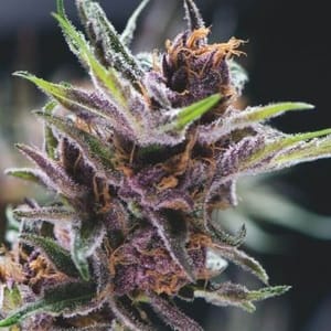 Black Cherry Punch Feminised Seeds-PYR-BCP-FEM