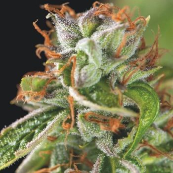 Double OG Haze Feminised Seeds-PYR-DOGHAZ-FEM