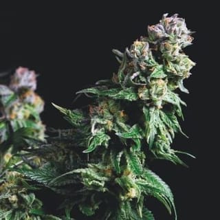 Purple Urkle Feminised Seeds-PYR-PURK-FEM