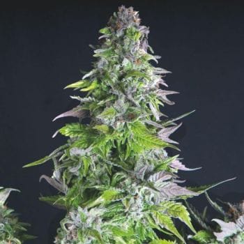 Romulan Feminised Seeds-PYR-ROM-FEM