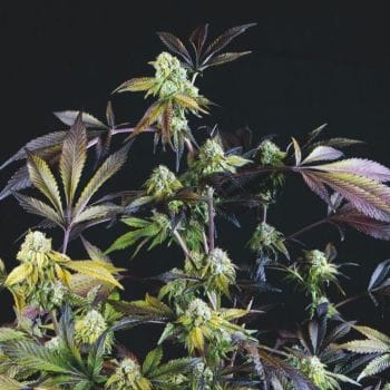 Sunset Sherbet Feminised Seeds-PYR-SUNSHERB-FEM