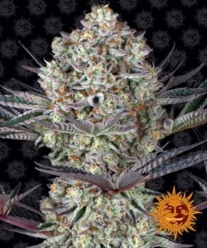 Dos Si Dos 33 Feminised Seeds-BFS-DSD33-FEM