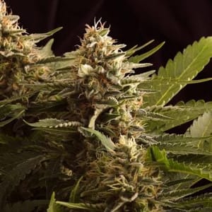 Colombian Jack Feminised Seeds-KBCJ